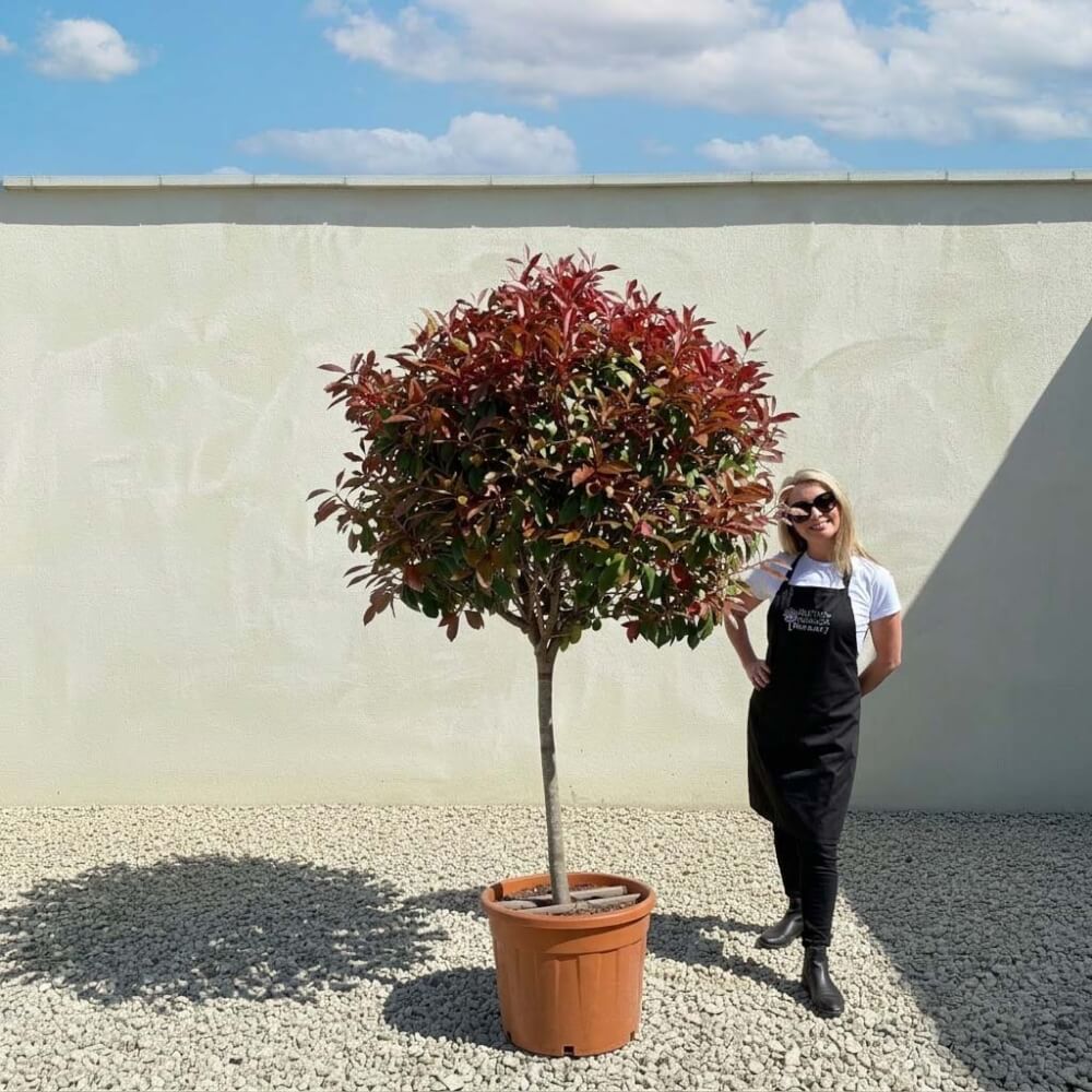 Red Robin (Photinia) - Sutton Manor Nursery