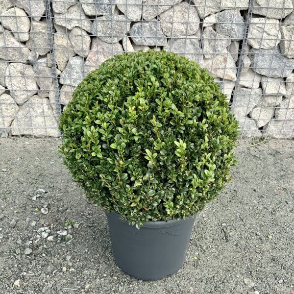 50cm Buxus Sempervirens Ball - IMG 4704 scaled