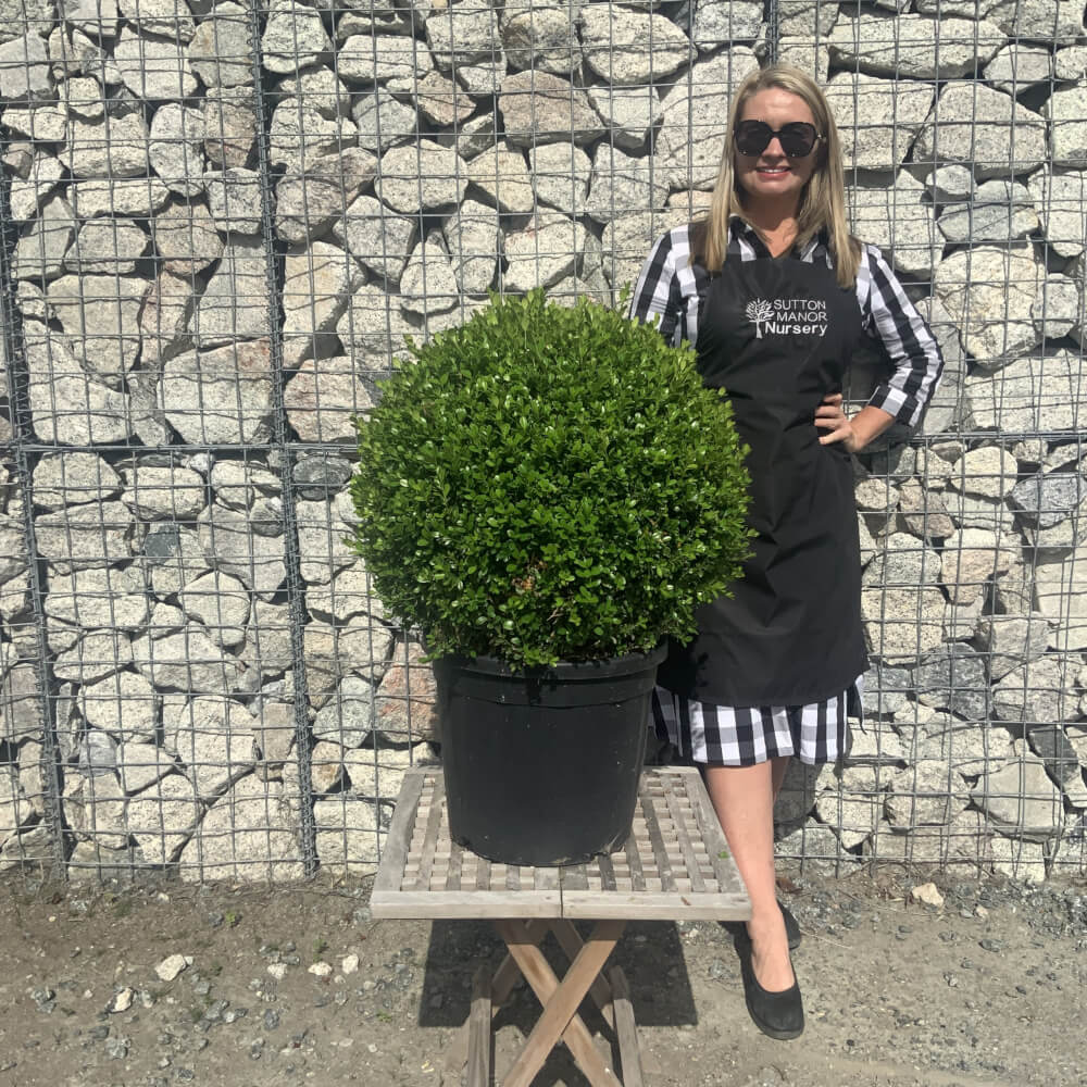 Buxus Sempervirens Ball 50cm Sutton Manor Nursery