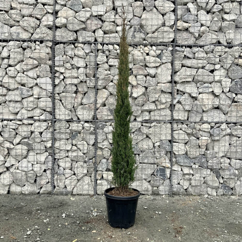 Cupressus Sempervirens (Italian Cypress Pyramidalis) 2.10M-2.40M ...