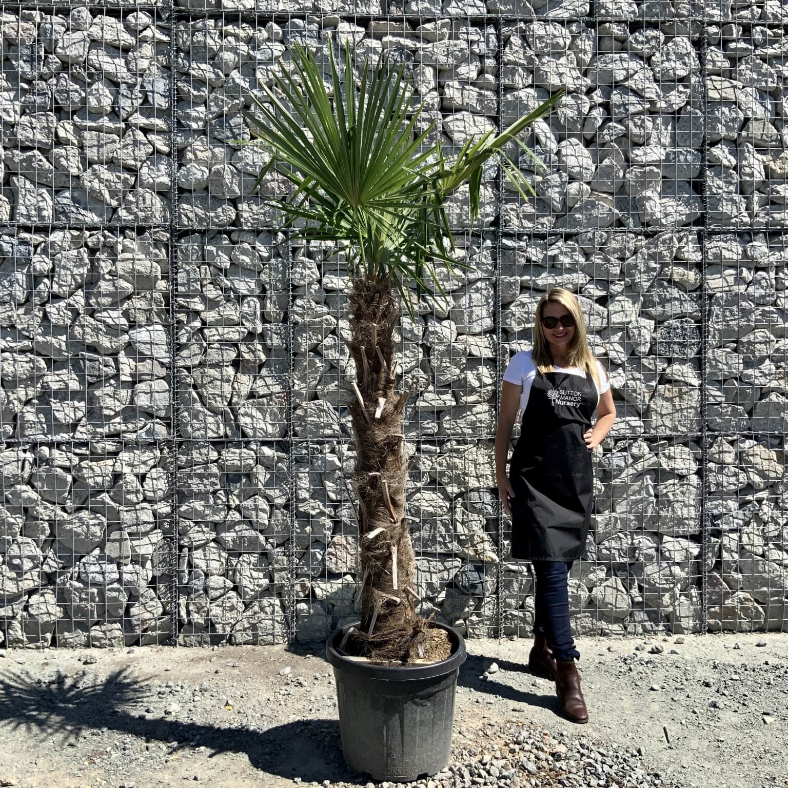 Buy Palm Trees UK For Sale Online Wide Range