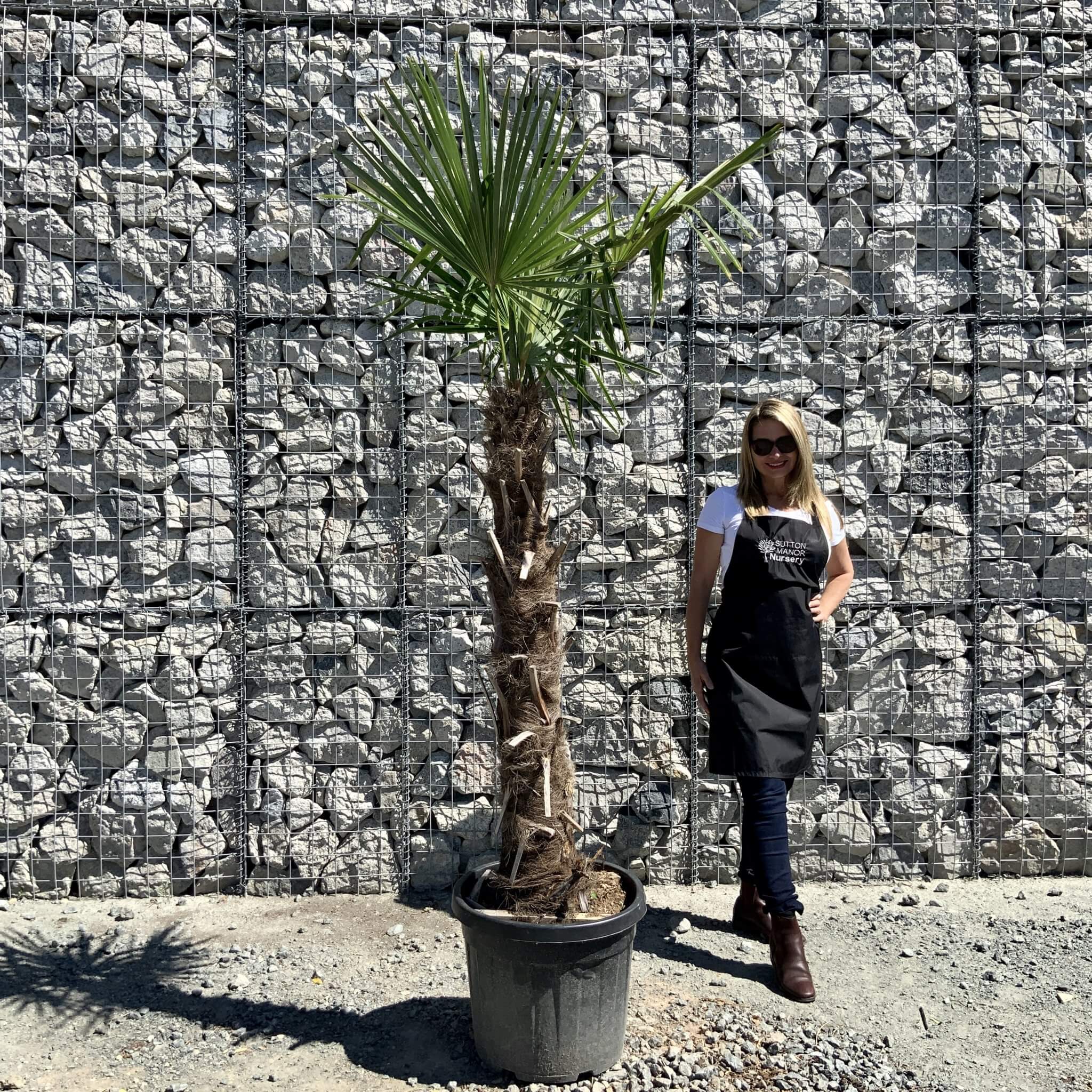 Buy Palm Trees UK For Sale Online Wide Range