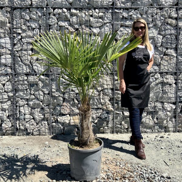 Trachycarpus Fortunei (Chusan palm) TRUNK 40-60cm. - CFED7519 05F9 44DE AEA1 E456950BA967 scaled