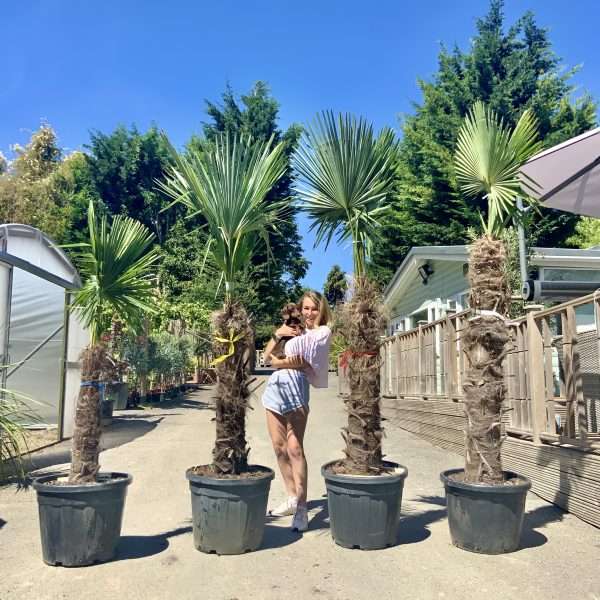 Trachycarpus Fortunei (Chusan palm)   TRUNK 80-100cm. - IMG 4552 scaled
