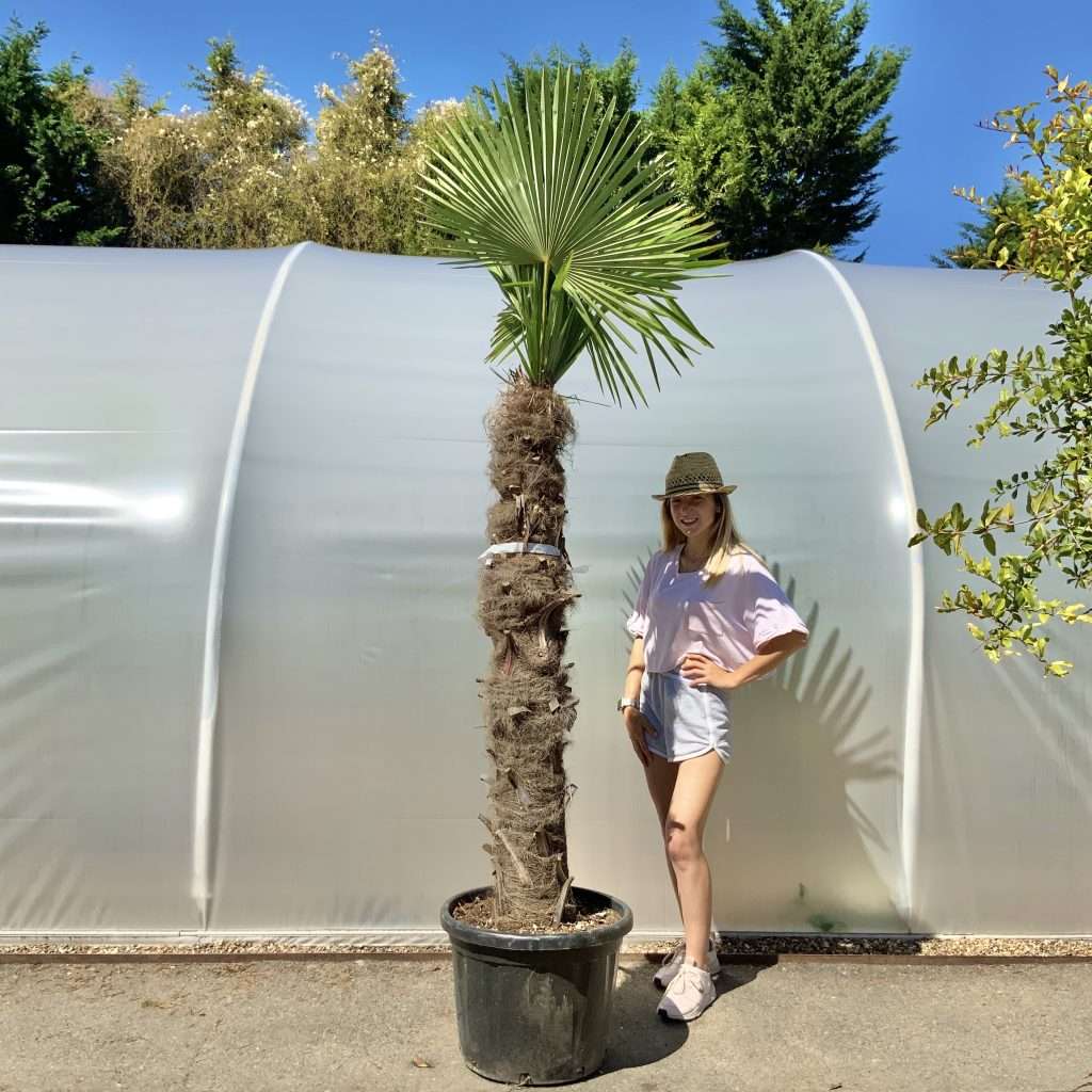 Buy Palm Trees UK For Sale Online Wide Range