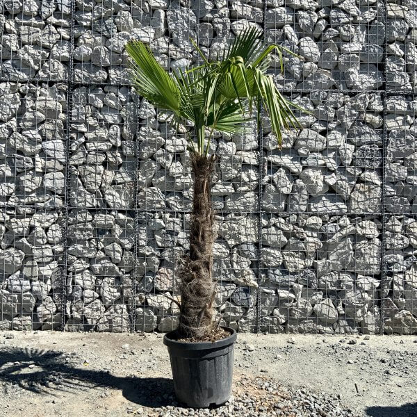 Trachycarpus Fortunei (Chusan palm) TRUNK 100-120 - 4461B8AD D074 4A47 AF79 13CC37F3BB72 scaled