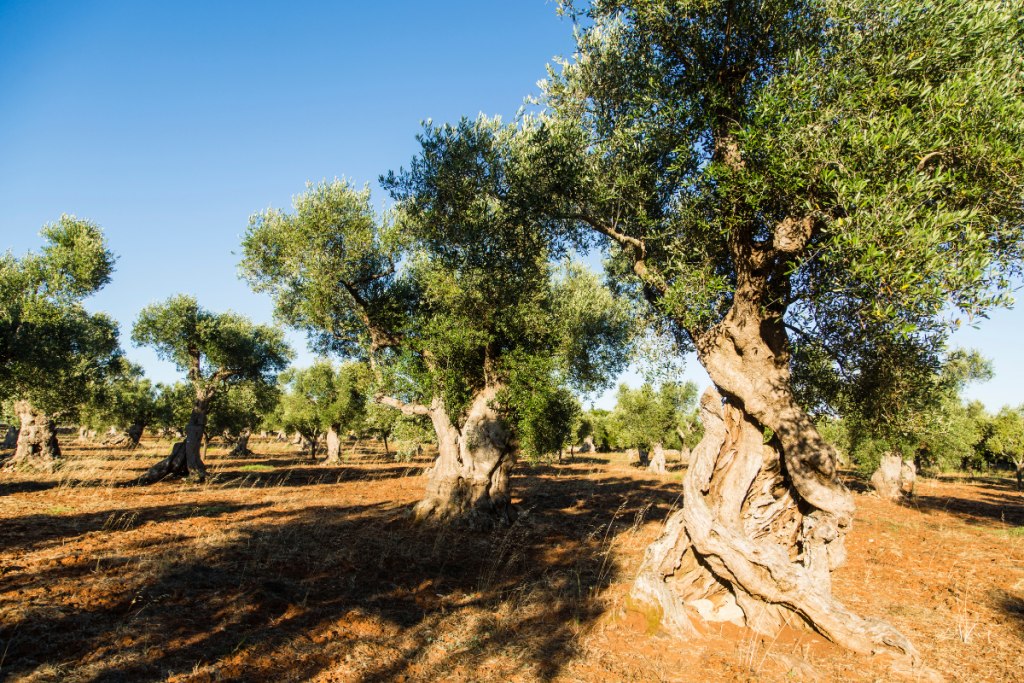Olive Tree Care: Everything You Need to Know - Olive tree guide to care Olive Tree Care: Everything You Need to Know - Olive tree guide to care