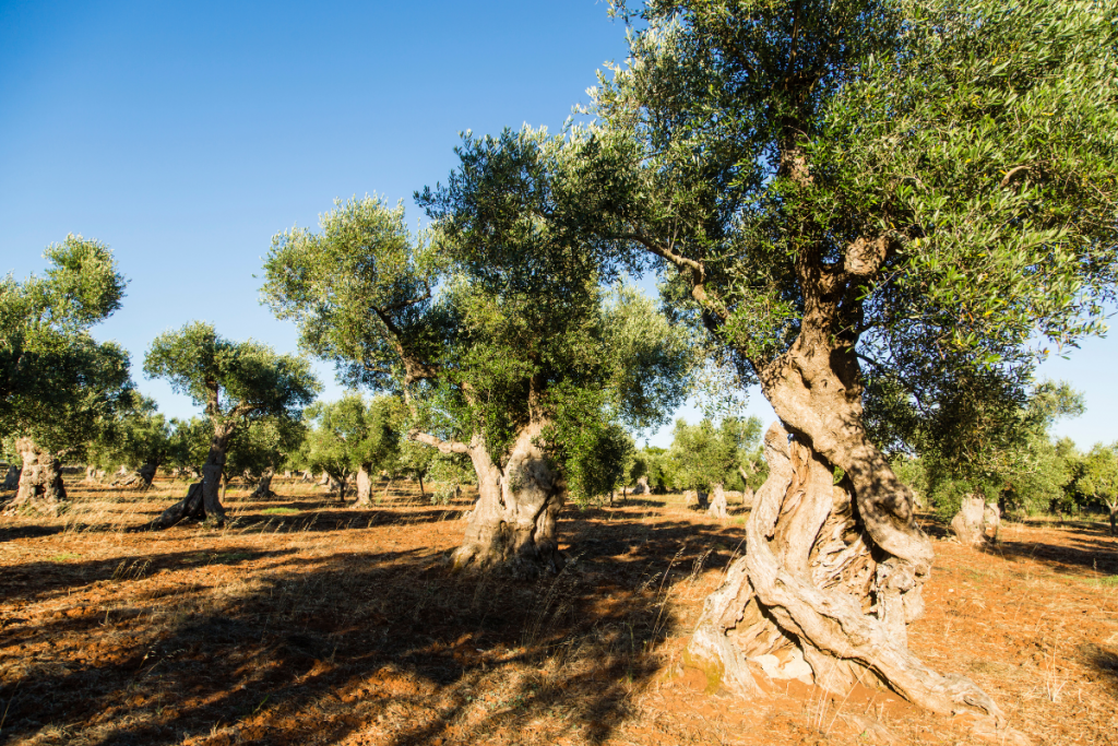 Olive Tree Care: Everything You Need to Know - Olive tree guide to care