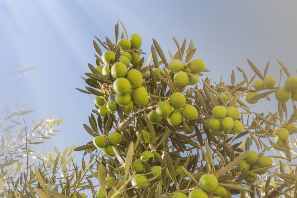 Olive Tree Care: Everything You Need to Know - Olive tree guide to care olive