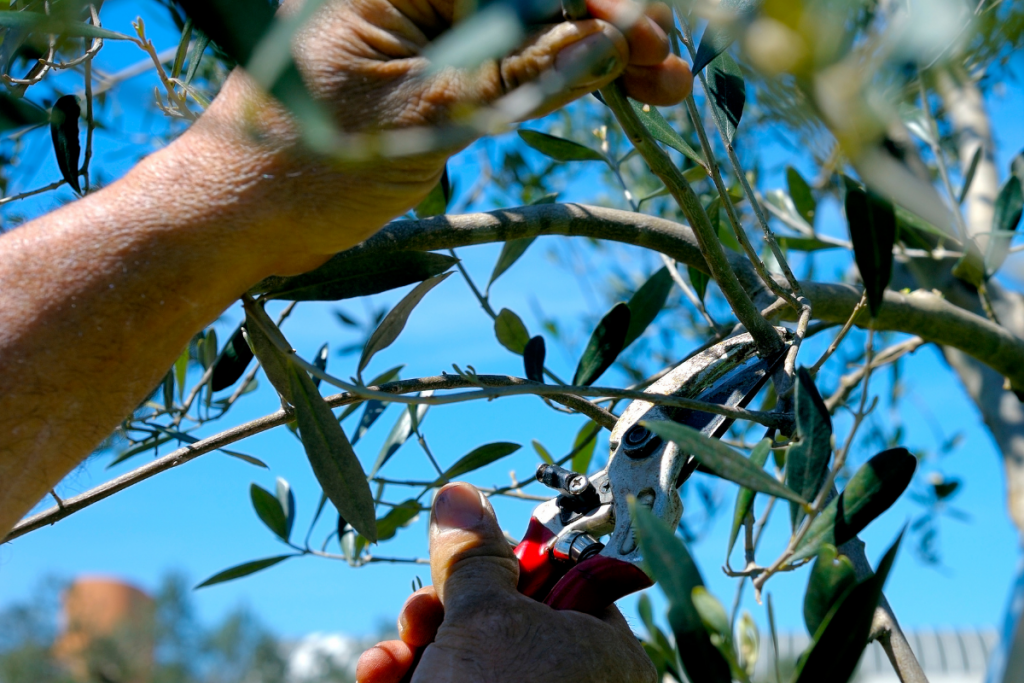 Olive Tree Care: Everything You Need to Know - Olive tree guide to care olive prune Olive Tree Care: Everything You Need to Know - Olive tree guide to care olive prune
