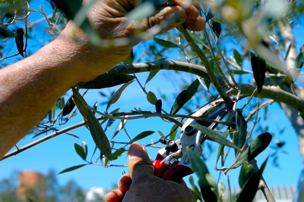 Olive Tree Care: Everything You Need to Know - Olive tree guide to care olive prune