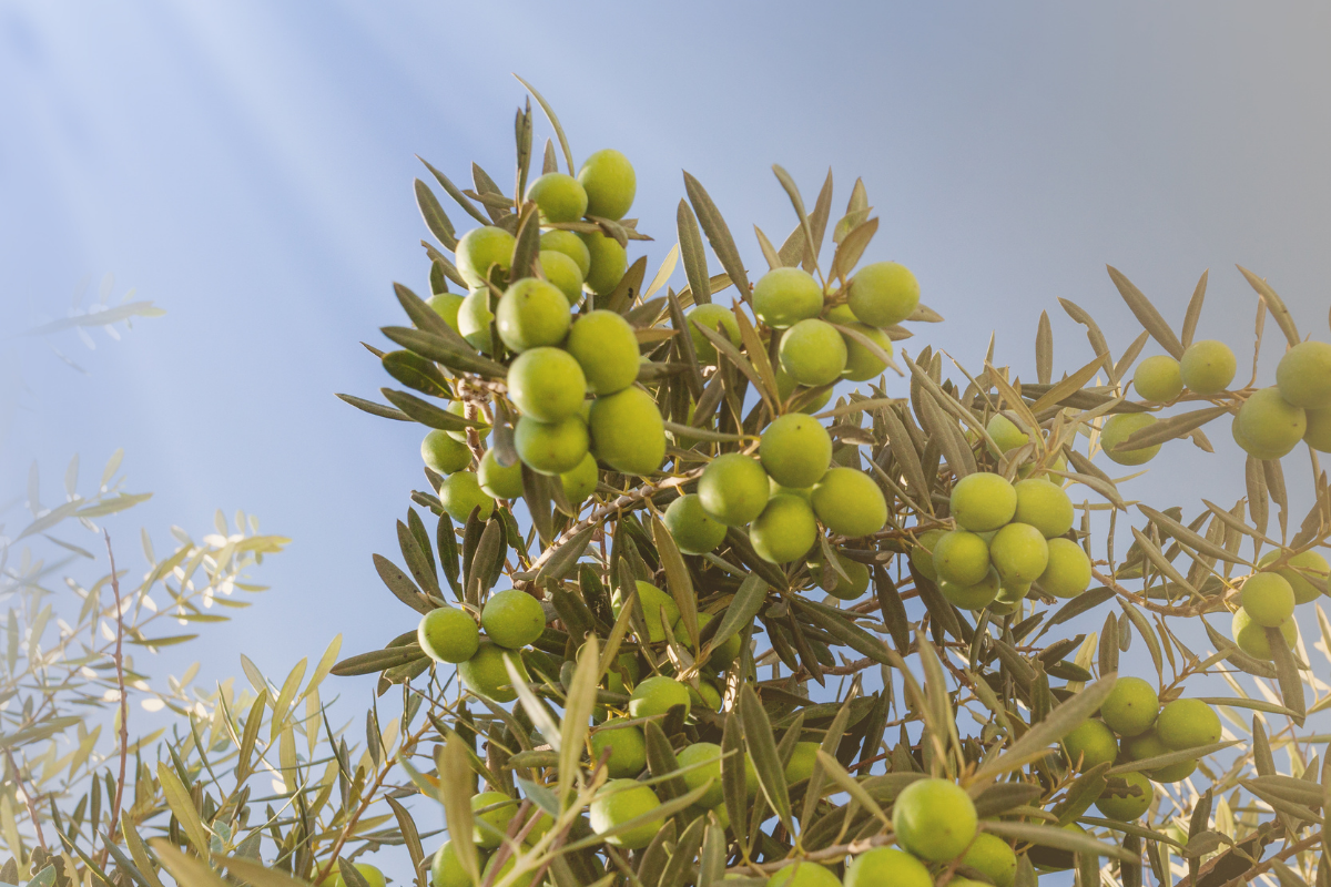 Olive Tree Care Everything You Need to Know Sutton Manor Nursery