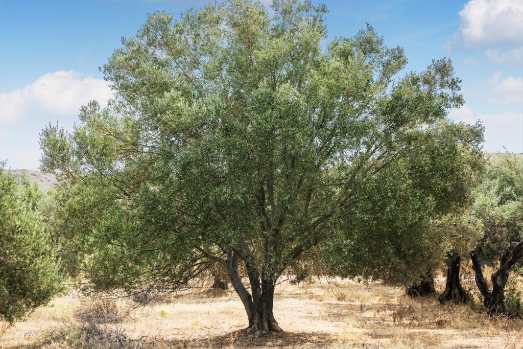 Olive Tree Care: Everything You Need to Know - Olive tree guide to care tree