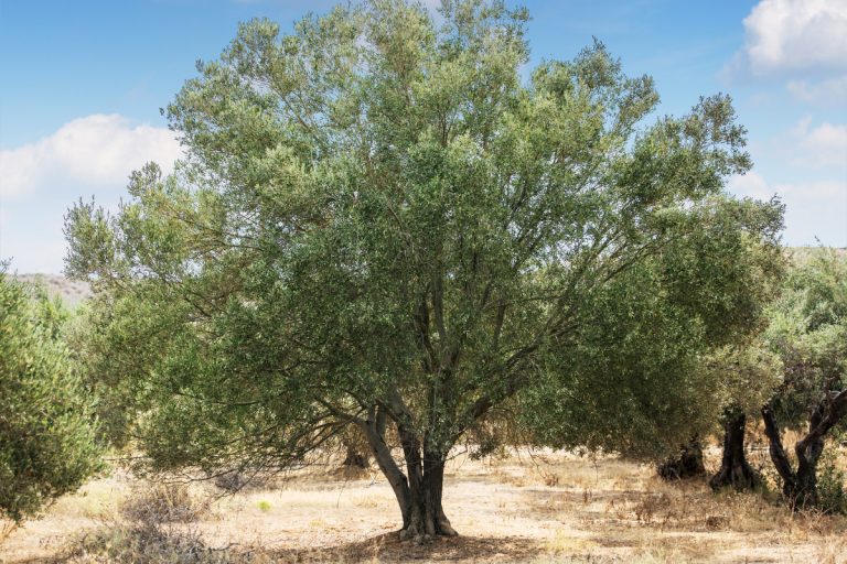 Olive Tree Care Everything You Need to Know Sutton Manor Nursery