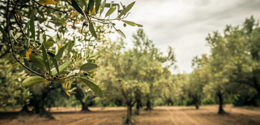 Olive Tree Care: From Ancient Times to Your Garden - Untitled design 59