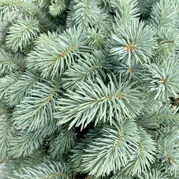 Picea Pungens Glauca Globosa Quarter Standard - A92C2F18 F5ED 4A58 85E7 2E35ABD1D0F7 1 105 c