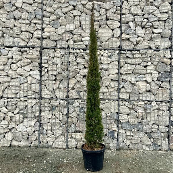 Cupressus Sempervirens (Italian Cypress Pyramidalis) 2.50-2.60m - IMG 5956 scaled