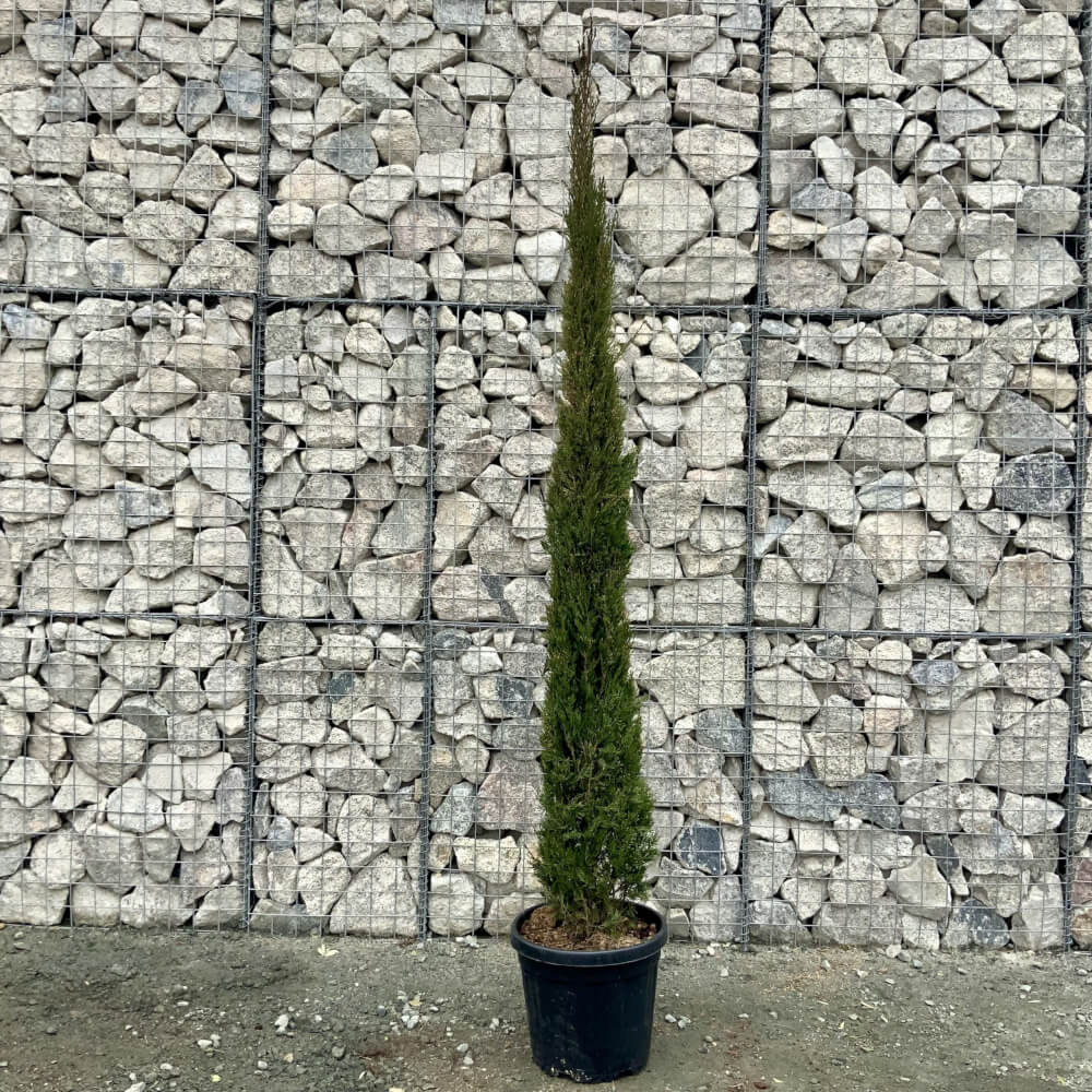 Cupressus Sempervirens (Italian Cypress Pyramidalis) 2.50-2.60m ...
