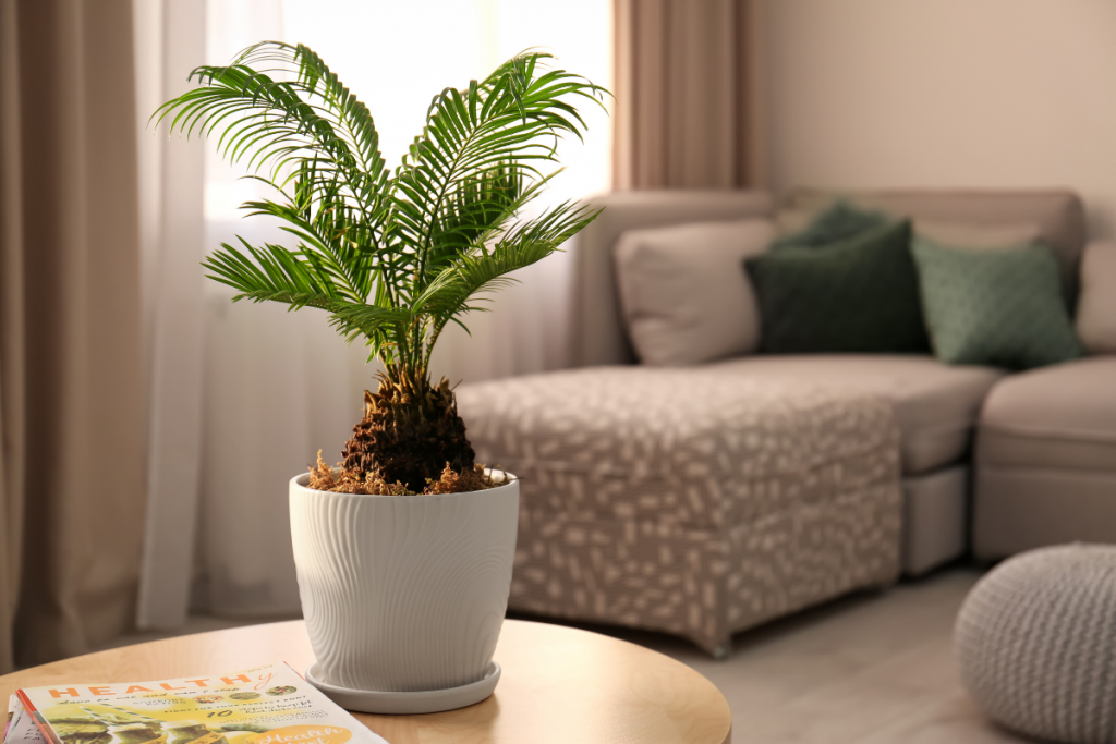 Palm Tree Care: Your Essential Guide - indoor palm tree