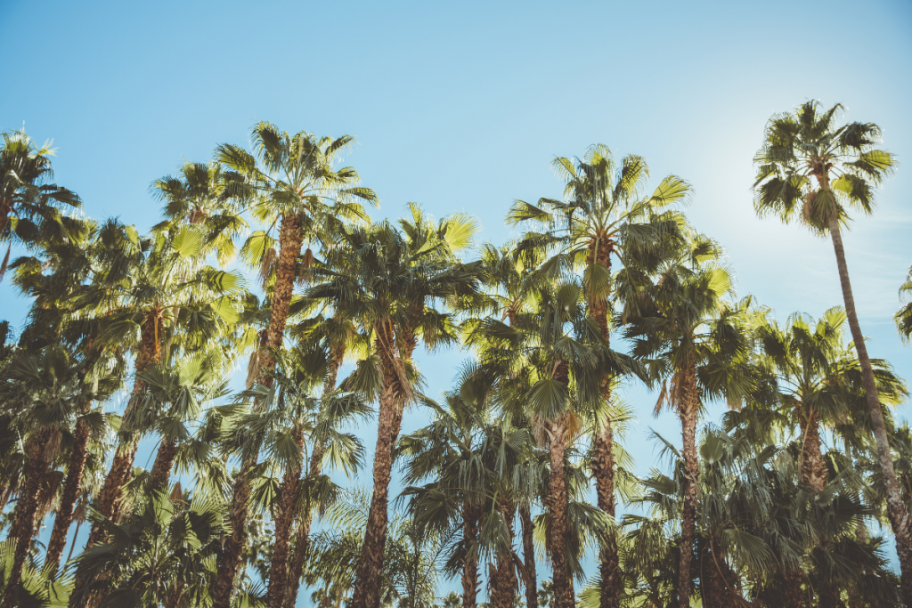 Palm Tree Care: Your Essential Guide - palm tree care Palm Tree Care: Your Essential Guide - palm tree care