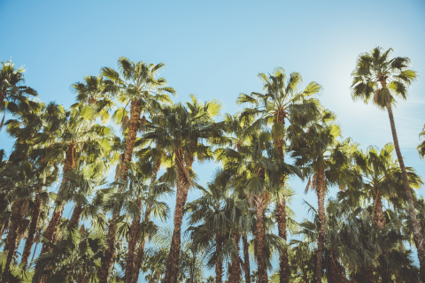 Palm Tree Care: Your Essential Guide - palm tree care