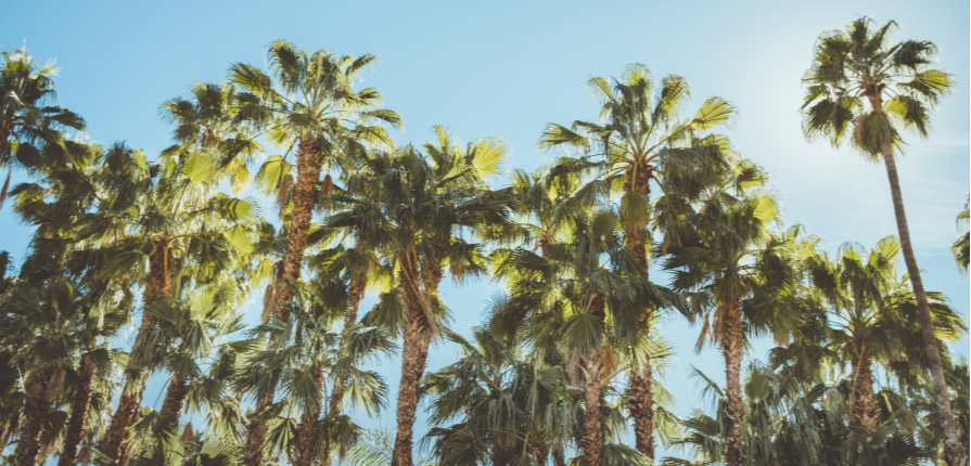 Palm Tree Care: Your Essential Guide - palm tree care