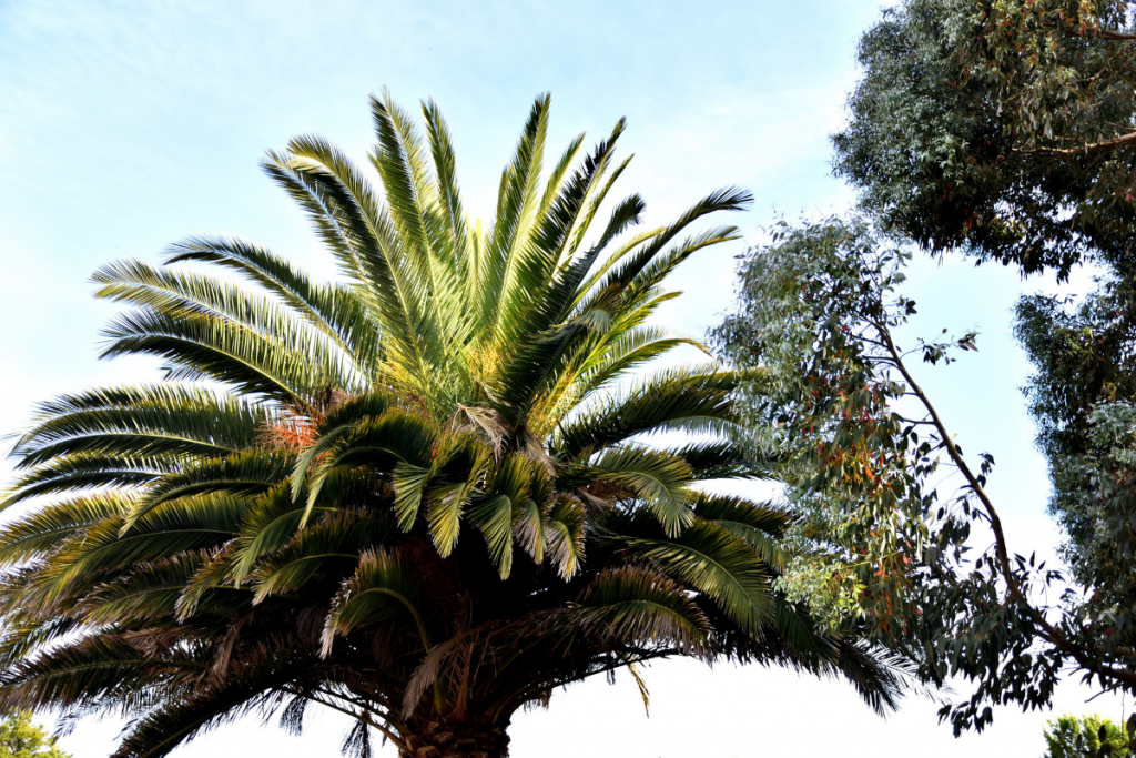 Palm Tree Care: Your Essential Guide - palm tree care guide 1