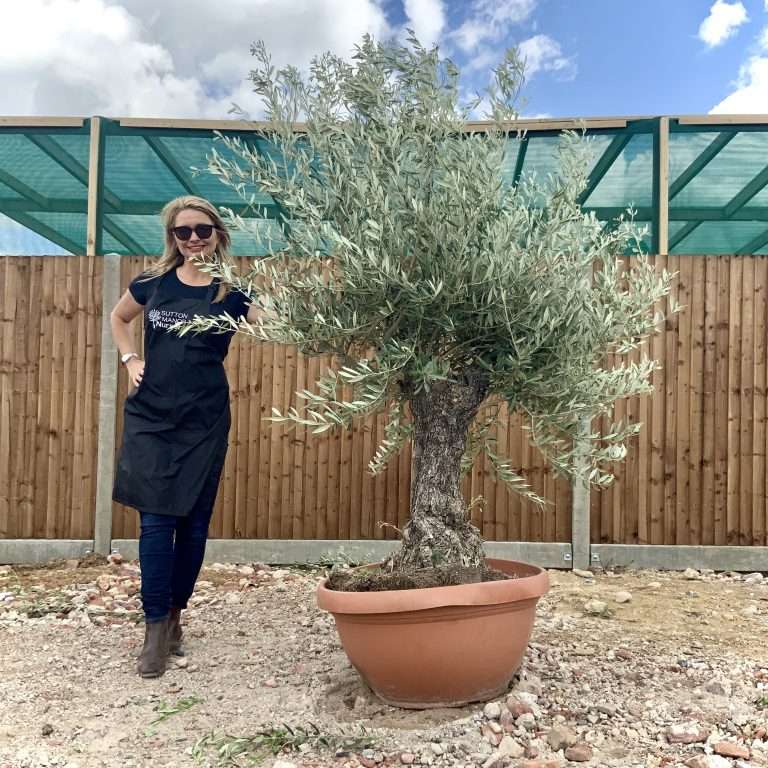 Buy Olive Trees Online Sutton Manor Nursery