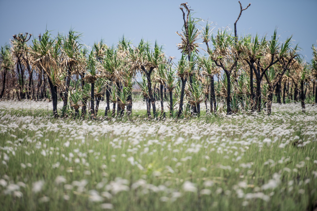 Plants can burn: Here are five ways to help them survive a UK heatwave - burning plants 1