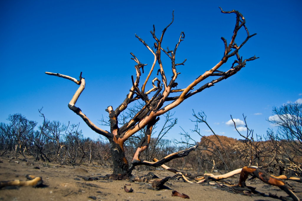 Plants can burn: Here are five ways to help them survive a UK heatwave - burning plants 2