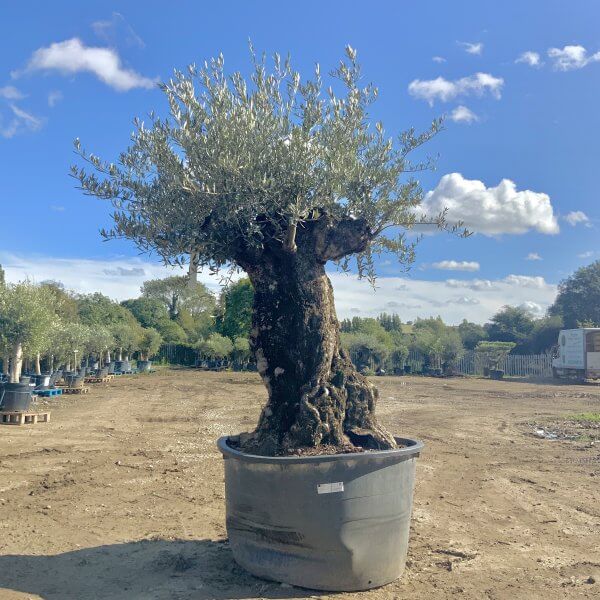D116 Individual Gnarled Olive Tree XXL - IMG 0661 scaled