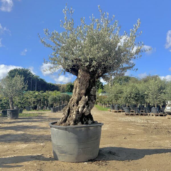 D116 Individual Gnarled Olive Tree XXL - IMG 0662 scaled