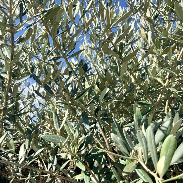 D116 Individual Gnarled Olive Tree XXL - IMG 0664 scaled