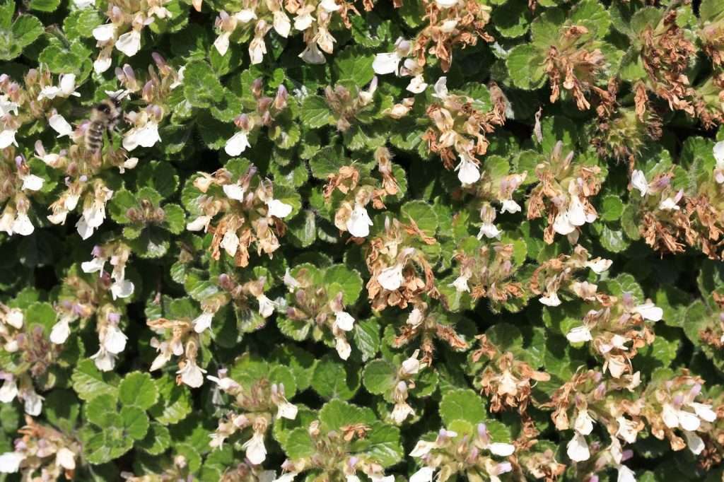 The Ultimate Guide to Topiary - sutton10 The Ultimate Guide to Topiary - sutton10