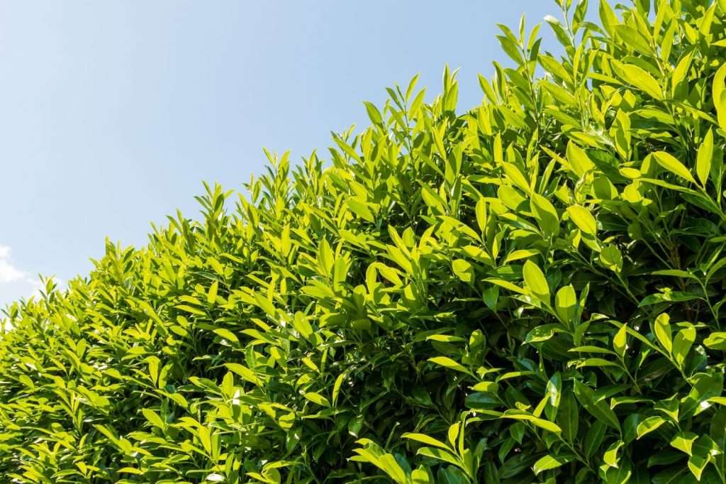 The Ultimate Guide to Topiary - sutton7