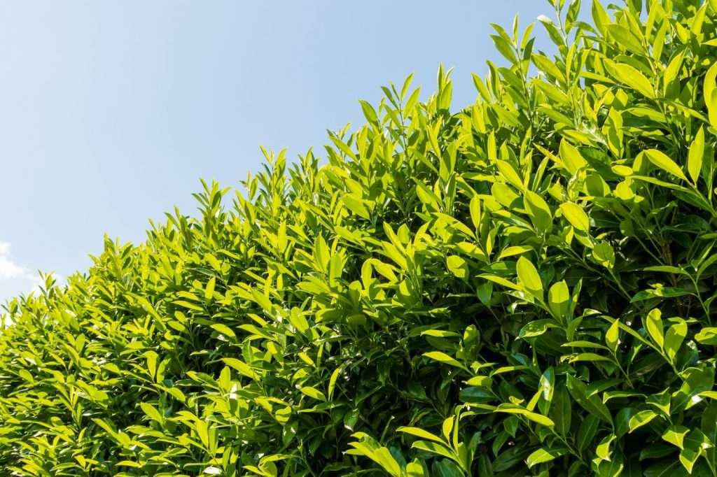The Ultimate Guide to Topiary - sutton7 The Ultimate Guide to Topiary - sutton7