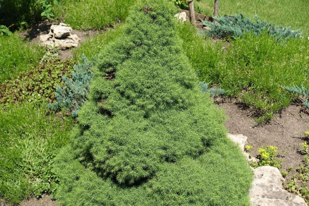 The Ultimate Guide to Topiary - sutton8