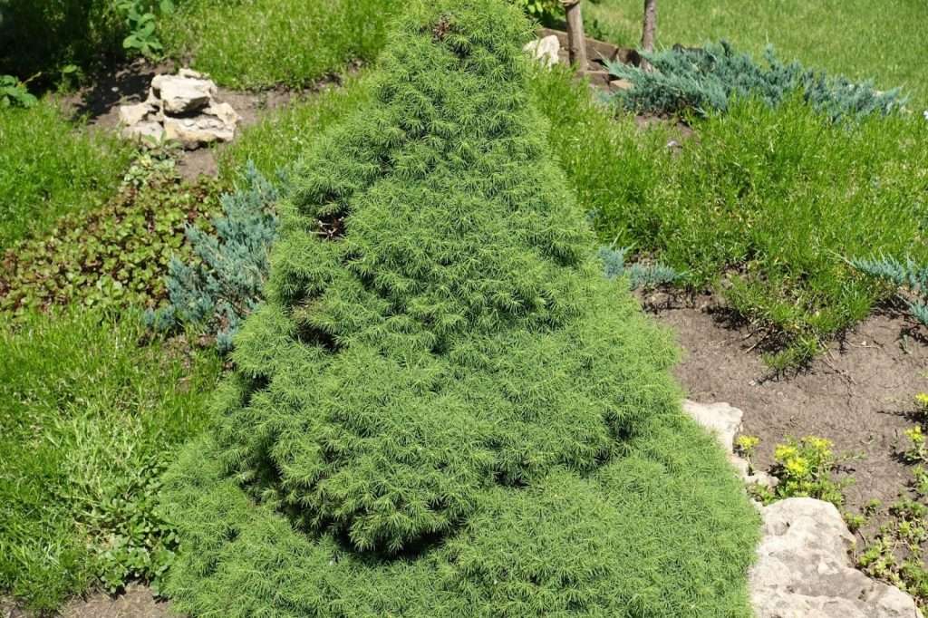The Ultimate Guide to Topiary - sutton8 The Ultimate Guide to Topiary - sutton8