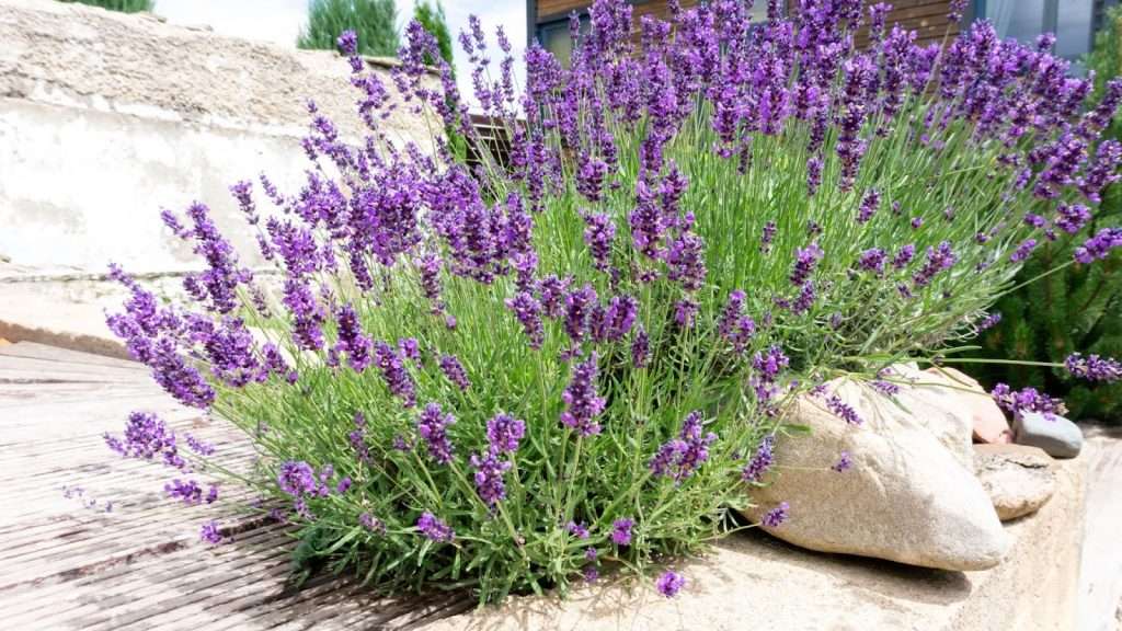 Lavender Topiary