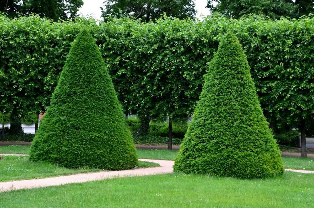 The Ultimate Guide to Topiary - t2