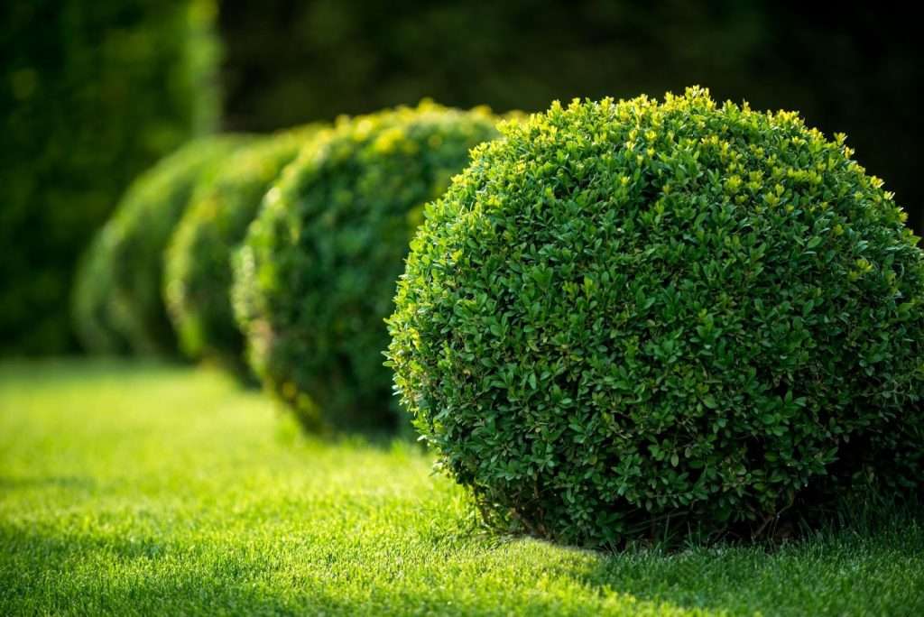 The Ultimate Guide to Topiary - t3