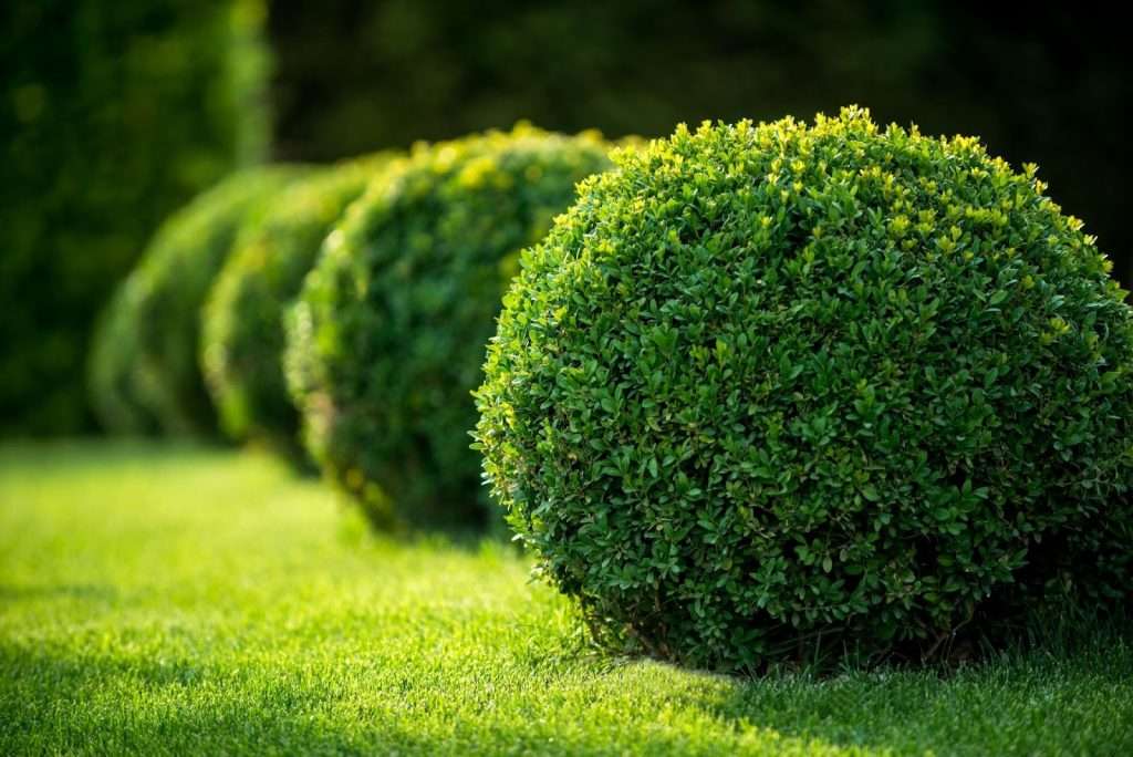 The Ultimate Guide to Topiary - t3 The Ultimate Guide to Topiary - t3