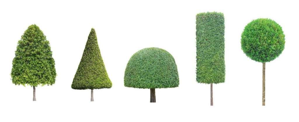 Topiary shapes