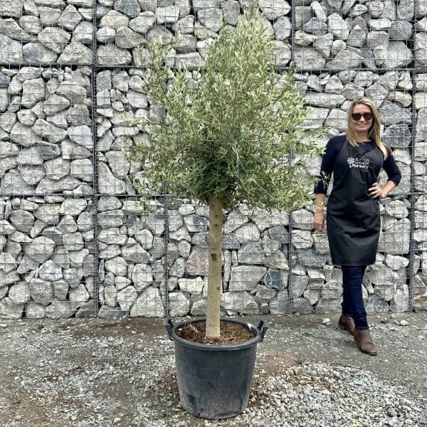 Tuscan Olive Tree XXL STANDARD 1.70-1.90M - IMG 8213 scaled