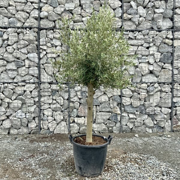 Tuscan Olive Tree XXL STANDARD 1.70-1.90M - IMG 8214 scaled
