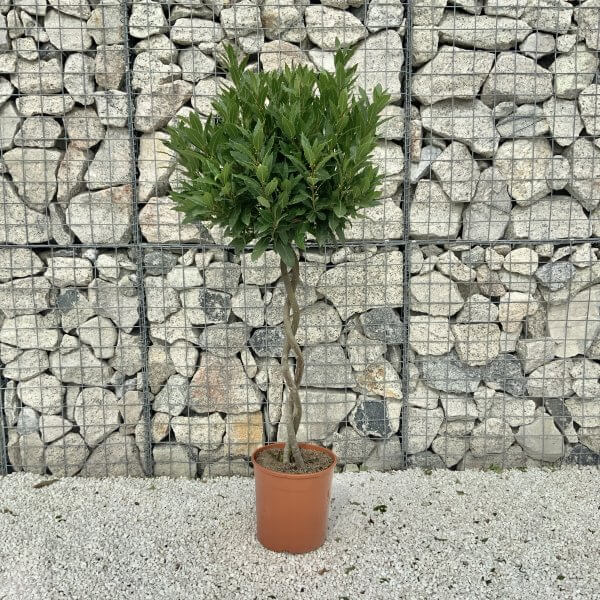 Bay Tree (Laurus Nobilis) Plaited Stem (1.30-1.40 M) Half Standard - 6DF271FA A40E 435A B0C1 7181D457BC1E 1 201 a scaled