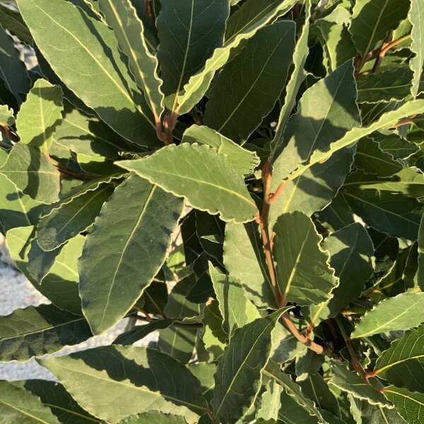 Bay Tree (Laurus Nobilis) Plaited Stem (1.30-1.40 M) Half Standard - 8198A41C 3C7B 47DF 9293 6385A92C3ED4 scaled