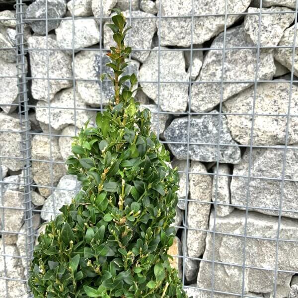 Buxus Sempervirens Topiary Spiral 80 CM - IMG 3453 scaled