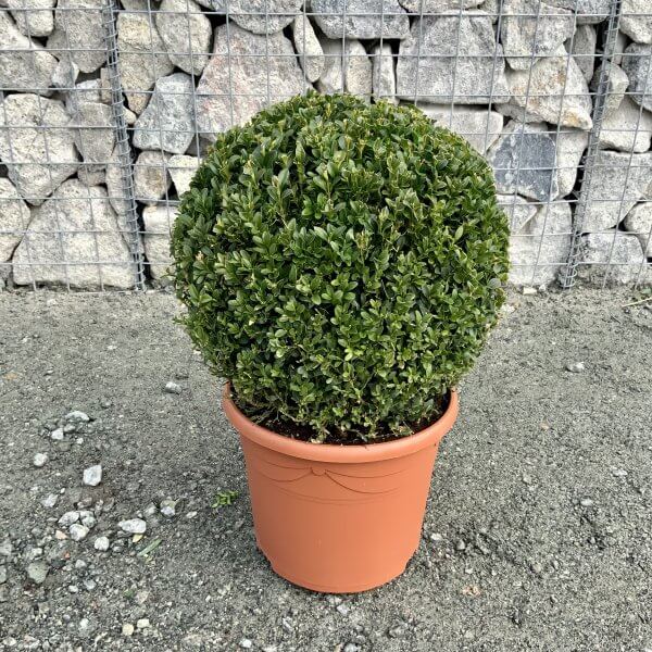 35cm Buxus Sempervirens Ball - IMG 4698 scaled