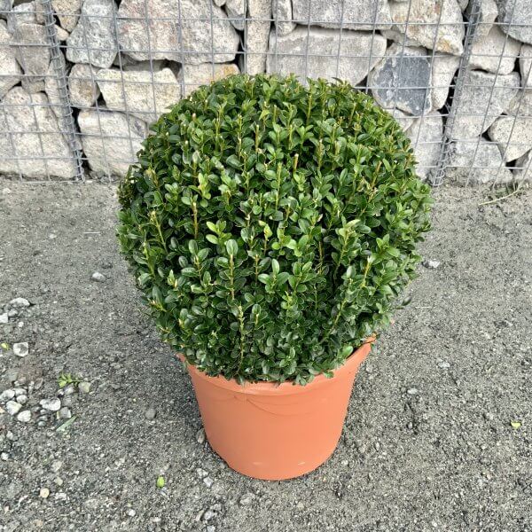 40cm Buxus Sempervirens Ball - IMG 4701 scaled